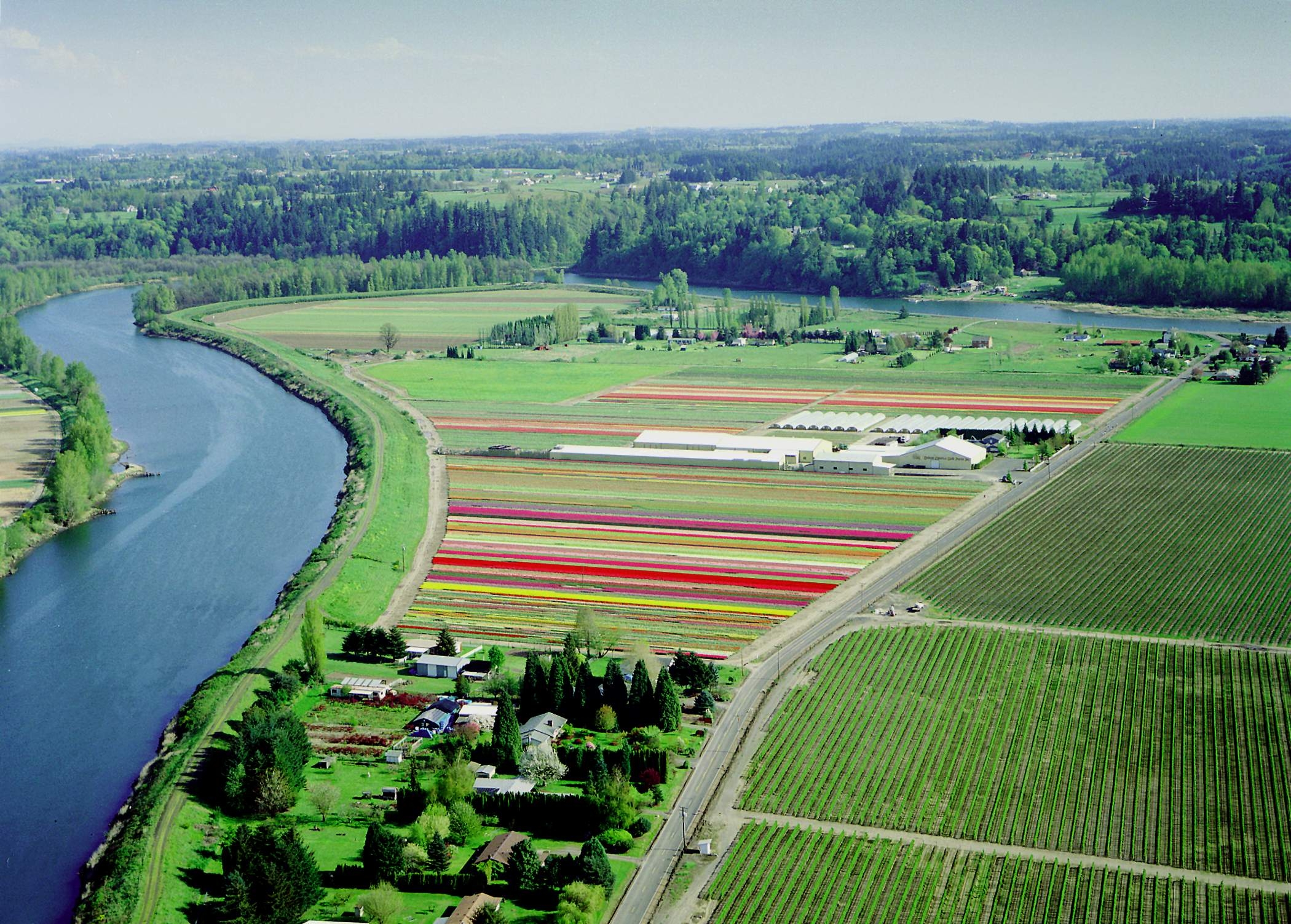 Holland America Flowers – Dutch roots in American soil